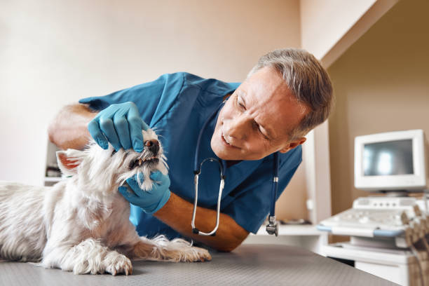 Best Emergency Root Canal Treatment in Huber Ridge, OH